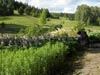 Wakacje 2017 - plener rysunkowo malarski dla dzieci, młodzieży i dorosłych w Bydgoszczy - jak malować i rysować zwięrzęta, ptaki i rośliny w plenerze.